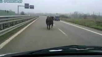 Идёт бычок, качается... - смотреть видео (2:11)