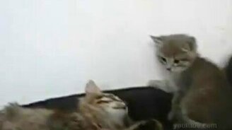 Котёнок-ниндзя - смотреть видео (0:17)