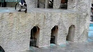 Нерешительный пингвин - смотреть видео (2:02)