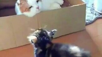 Маленький против большого - смотреть видео (0:53)