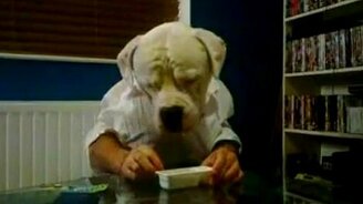 Пёс ест руками - смотреть видео (1:28)