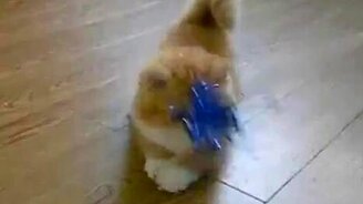 Забавный коротконожка - смотреть видео (0:25)