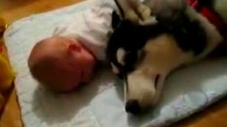 Собачья колыбельная малышу - смотреть видео (0:44)