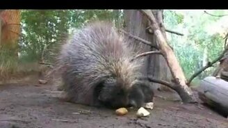 Детёныш дикобраза - смотреть видео (1:11)
