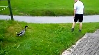 Опасная уточка - смотреть видео (0:21)