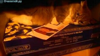 Кот единоросс - смотреть видео (1:30)