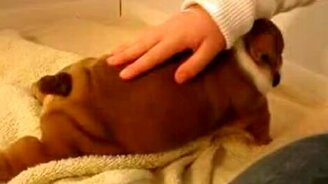 Малыш бульдожик - смотреть видео (0:43)