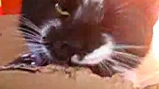 Тренирует зубки - смотреть видео (1:55)