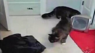 Подорванные коты - смотреть видео (1:21)