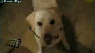 Умница, хороший пёсик - смотреть видео (0:46)