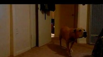 Охотник за мягкими игрушками - смотреть видео (1:05)