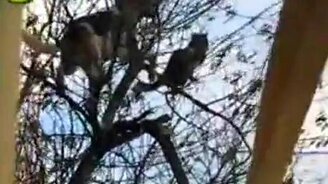 Пёс забрался на дерево за кошкой - смотреть видео (0:40)