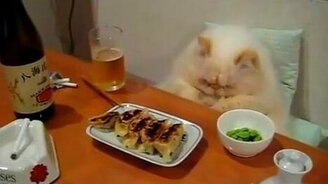 Кошачья трапеза - смотреть видео (1:04)