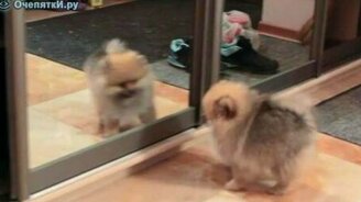 С разбегу в зеркало - смотреть видео (0:17)