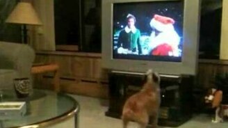 Мне не видно! - смотреть видео (1:16)