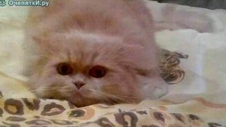 Кот прячет ушки - смотреть видео (1:53)