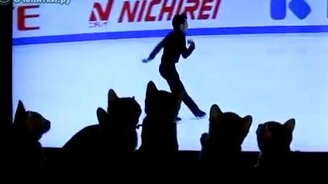 Шесть котят у телевизора - смотреть видео (1:54)