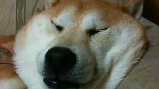 Сонная морда - смотреть видео (0:54)