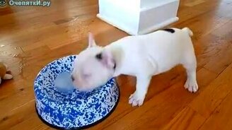 Щенок и льдинка - смотреть видео (4:30)