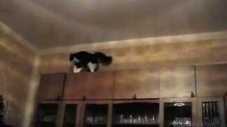 Бешеный кот - смотреть видео (0:27)