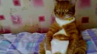 Невозмутимый котяра - смотреть видео (0:49)