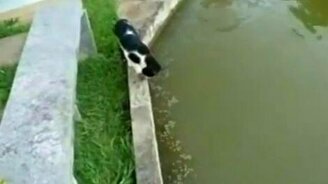 Словил обед - смотреть видео (0:53)