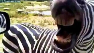 И чей это крик? - смотреть видео (0:14)