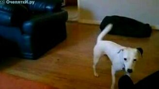 Увлёкся пёс - смотреть видео (0:10)