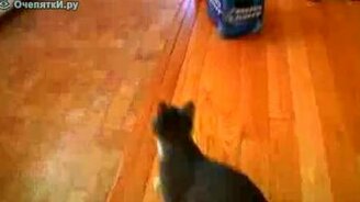 Умненький котик - смотреть видео (0:27)