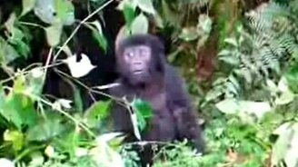 Храбрый и смешной малыш - смотреть видео (0:57)