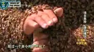 Жёсткий рекорд с пчёлами - смотреть видео (1:34)