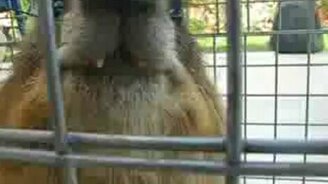 Я кушаю - смотреть видео (0:05)