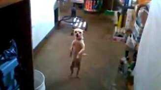 Лучшая сальса - смотреть видео (1:42)