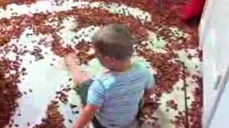 Салют из собачьего корма - смотреть видео (3:06)