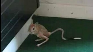 Бешеные тушканчики - смотреть видео (5:09)