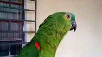 Попугай поёт оперу - смотреть видео (1:21)