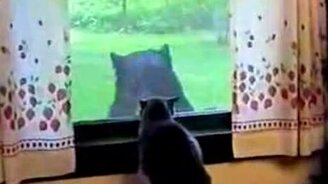 Вот так встреча - смотреть видео (0:39)