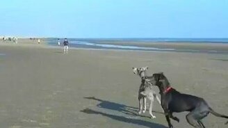 Внезапно словил - смотреть видео (0:11)