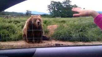 Медведь, привет! - смотреть видео (0:07)