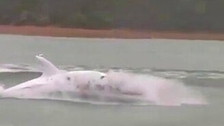 Лодка в виде акулы - смотреть видео (1:38)