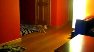 Бешеный лисёнок - смотреть видео (1:26)