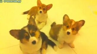 Кто кого? - смотреть видео (0:25)