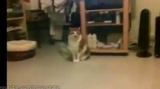 Кот и вертолёт - смотреть видео (0:31)