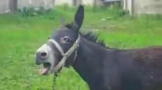 Осёл металлист - смотреть видео (0:19)