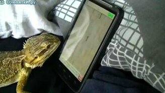 Ящерица и айфон - смотреть видео (0:57)