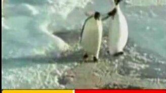 Пингвин-предатель - смотреть видео (0:03)