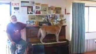 Собака играет и поёт - смотреть видео (0:34)