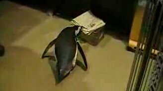 Дрессированный пингвин - смотреть видео (0:13)