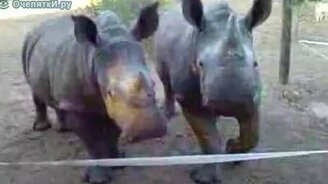 Так разговаривают носороги? - смотреть видео (0:40)