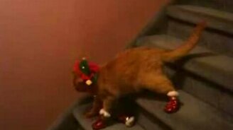 Недовольный кот в сапогах - смотреть видео (1:15)